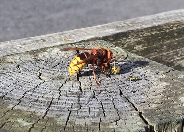 被一只馬蜂蟄了有事嗎？要不要緊？怎么辦(關鍵看是否過敏體質)