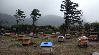 養(yǎng)蜂場(chǎng)一般規(guī)模多大（多大面積養(yǎng)一群蜂合適）