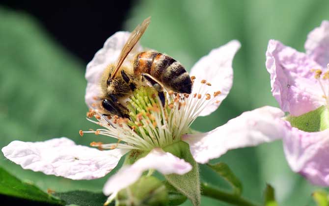 零下多少度會凍死蜜蜂 凍死蜜蜂