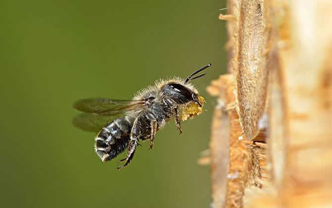 零下多少度會凍死蜜蜂 凍死蜜蜂