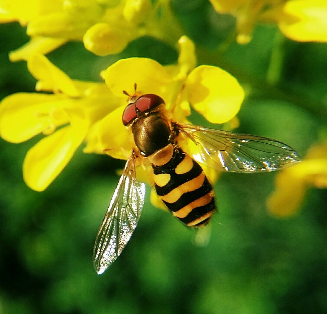 阿壩中蜂王個頭大小(怎么辨別中蜂阿壩王) 阿壩中蜂王個頭大小(怎么辨別中蜂阿壩王)