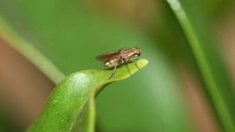 阿壩中蜂王個頭大小(怎么辨別中蜂阿壩王) 阿壩中蜂王個頭大小(怎么辨別中蜂阿壩王)