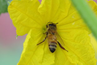 阿壩中蜂王個頭大小(怎么辨別中蜂阿壩王) 阿壩中蜂王個頭大小(怎么辨別中蜂阿壩王)