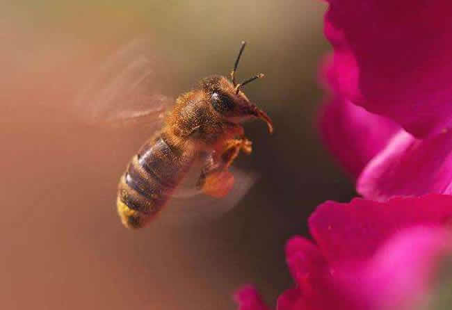 怎么引來蜜蜂自己養殖？