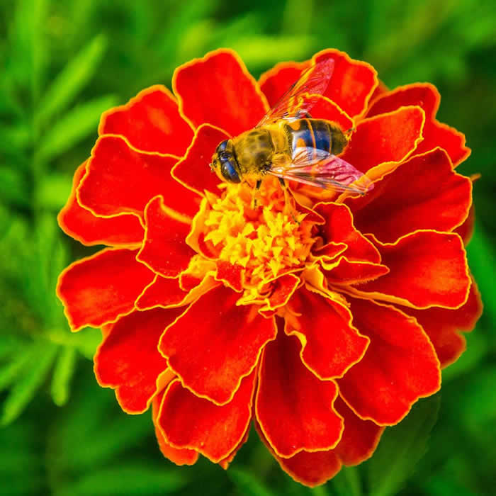 蜜蜂釀蜜過(guò)程是怎樣的？