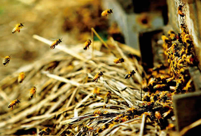 蜜蜂釀蜜過(guò)程是怎樣的？