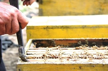 蜂王冬天停產了怎么辦(寒冬蜂王停止產卵怎么辦) 蜂王冬天停產了怎么辦(寒冬蜂王停止產卵怎么辦)