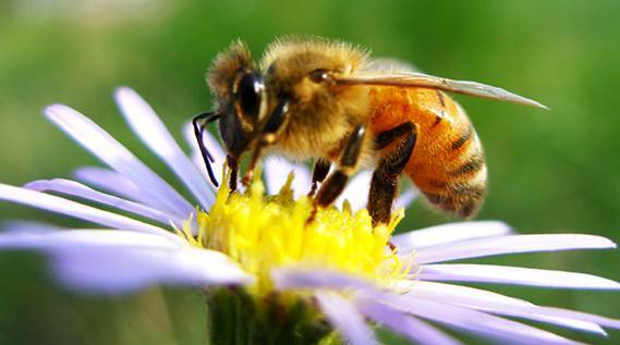 蜂王冬天停產了怎么辦(寒冬蜂王停止產卵怎么辦) 蜂王冬天停產了怎么辦(寒冬蜂王停止產卵怎么辦)