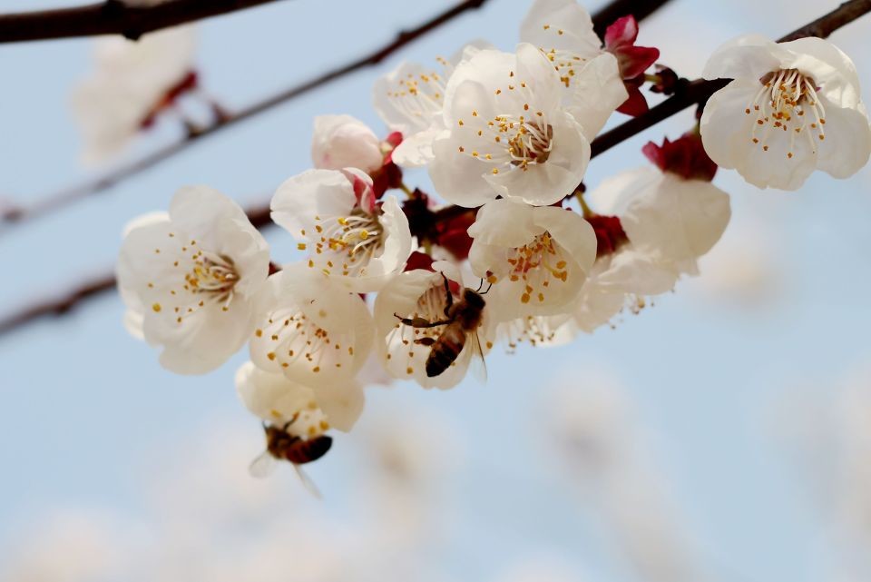 殺蜂螨的最好方法有哪些? 殺蜂螨的最好方法有哪些?