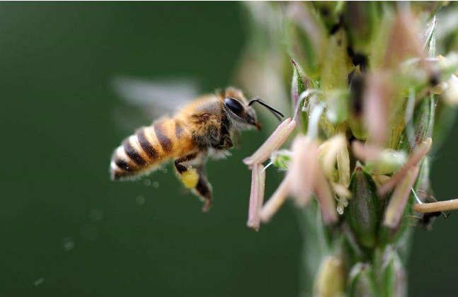 有蜂子無蜂王工蜂會(huì)產(chǎn)卵嗎(工蜂產(chǎn)卵也有條件) 有蜂子無蜂王工蜂會(huì)產(chǎn)卵嗎(工蜂產(chǎn)卵也有條件)