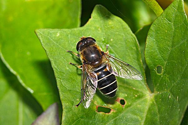 有蜂子無蜂王工蜂會(huì)產(chǎn)卵嗎(工蜂產(chǎn)卵也有條件) 有蜂子無蜂王工蜂會(huì)產(chǎn)卵嗎(工蜂產(chǎn)卵也有條件)