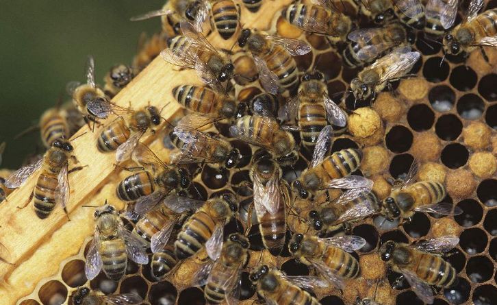 怎么購買蜂王(購買優質蜂王的注意事項) 怎么購買蜂王(購買優質蜂王的注意事項)