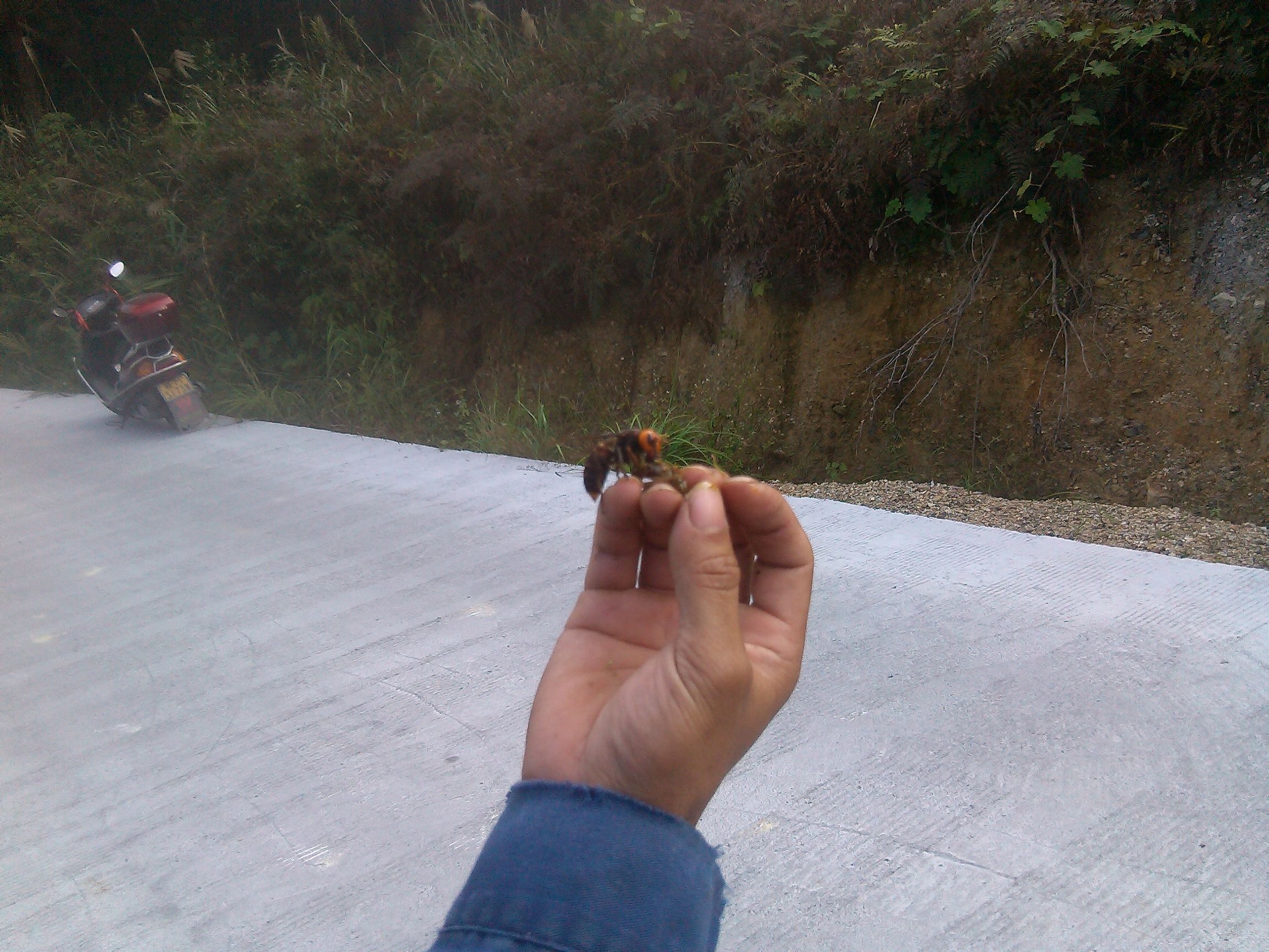 胡蜂蜂王和工蜂的區(qū)別(胡蜂工蜂與蜂王怎么分) 胡蜂蜂王和工蜂的區(qū)別(胡蜂工蜂與蜂王怎么分)