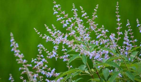 家庭養(yǎng)蜂需要注意哪些方面？