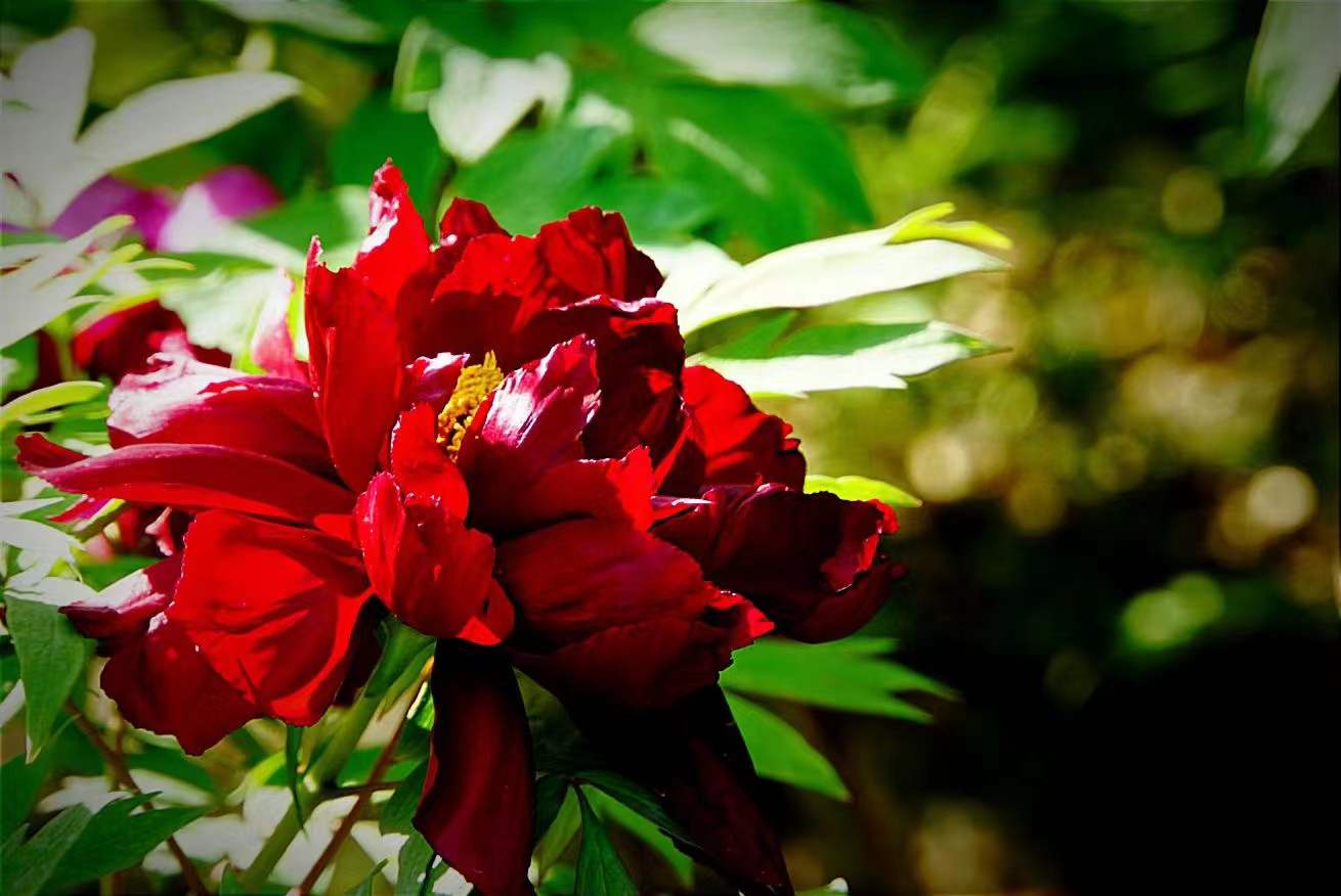 黑牡丹花是什么品種（黑牡丹花的價格及常見品種）