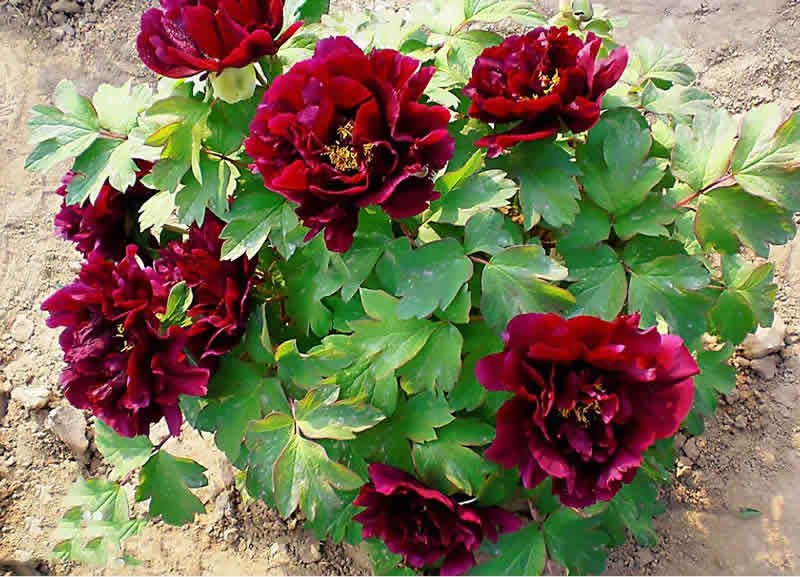 黑牡丹花是什么品種（黑牡丹花的價格及常見品種）