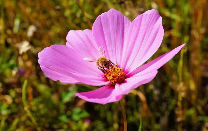 養十箱蜂一年賺多少錢？