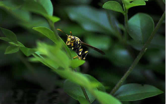 被牛角蜂蟄了怎么辦 被牛角蜂蟄了怎么辦