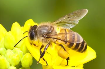 中國大虎頭蜂的生活習性(虎頭蜂的棲息環境）