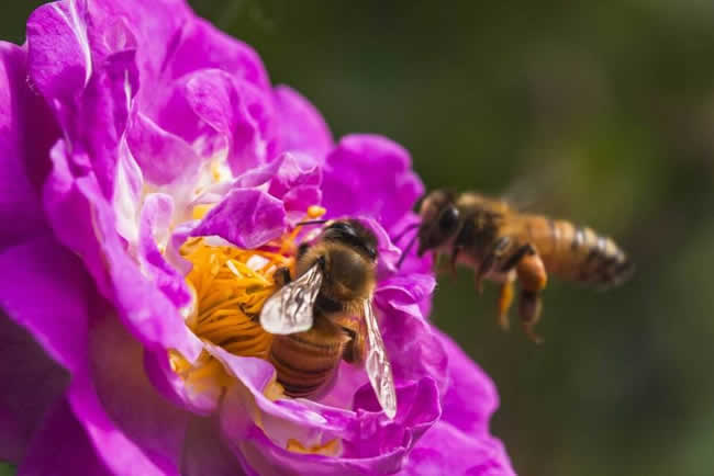【蜜蜂知識】我國有多少群蜜蜂? 我國有多少群蜜蜂?
