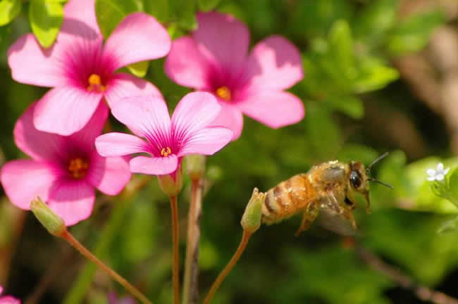 【蜜蜂知識】我國有多少群蜜蜂? 我國有多少群蜜蜂?