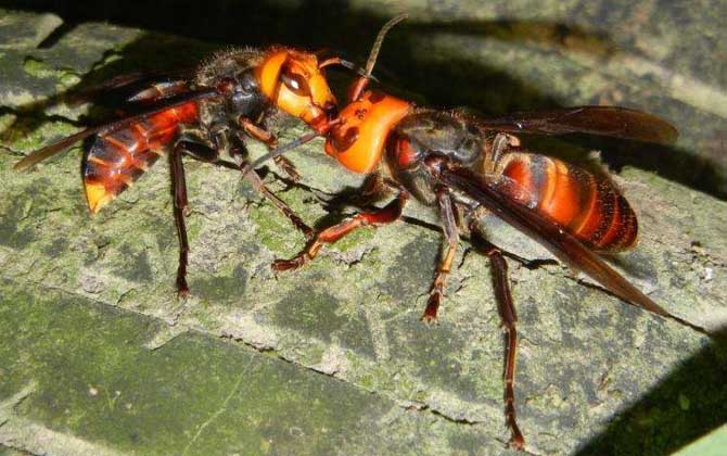 中國大虎頭蜂有毒嗎（被大虎頭蜂蟄了怎么辦？)