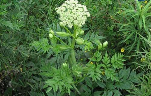 當歸植物有蜜嗎(當歸花開花有蜜嗎) 當歸植物有蜜嗎(當歸花開花有蜜嗎)