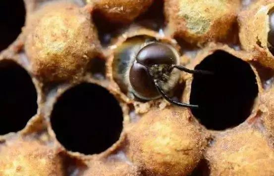 羊群對蜂場影響大嗎（哪些環(huán)境因素會影響蜜蜂的數量）