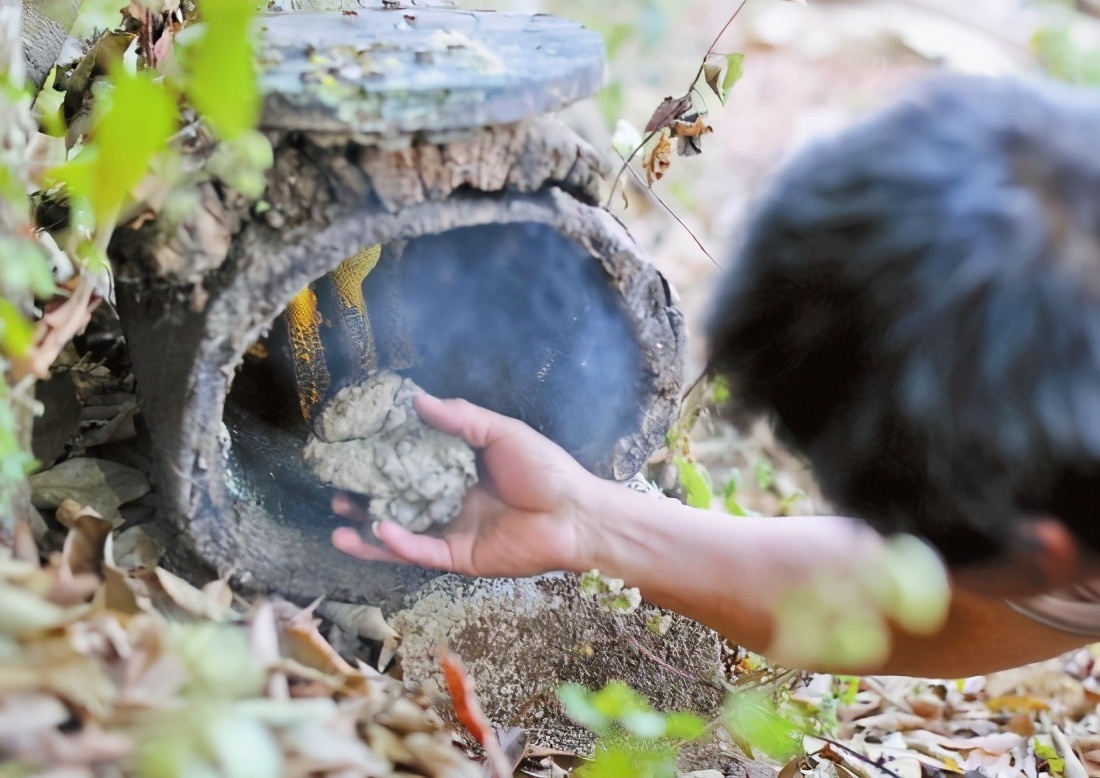 蜜蜂喜歡牛糞嗎(牛糞對蜜蜂的吸引力) 蜜蜂喜歡牛糞嗎(牛糞對蜜蜂的吸引力)