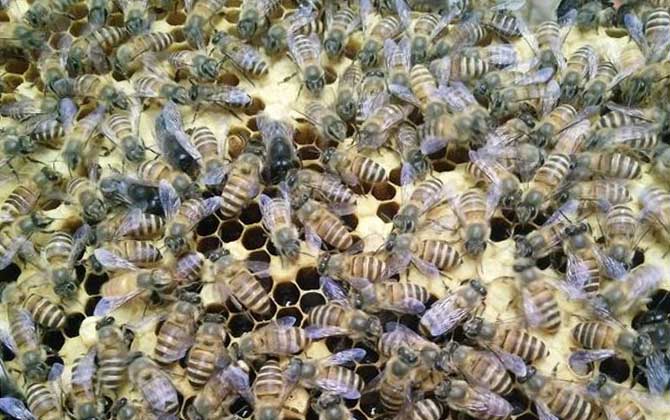 蜜蜂的雄蜂是什么發育而來