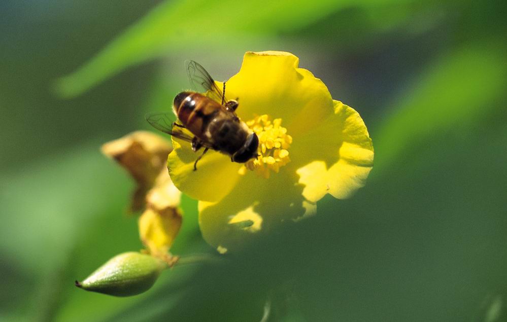 喀爾巴阡蜂引入歷史(喀爾巴阡蜂原產地) 喀爾巴阡蜂引入歷史(喀爾巴阡蜂原產地)