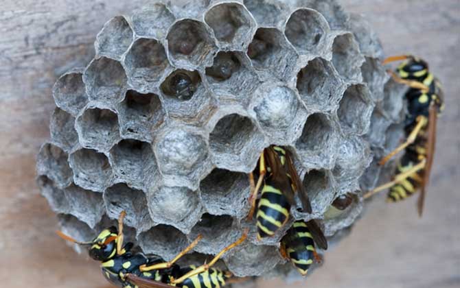 怎么避免馬蜂回來報仇(驅趕馬蜂的方法) 怎么避免馬蜂回來報仇(驅趕馬蜂的方法)