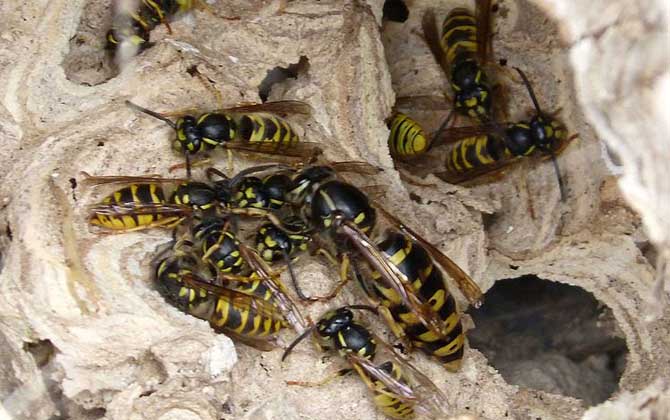 怎么避免馬蜂回來報仇(驅趕馬蜂的方法) 怎么避免馬蜂回來報仇(驅趕馬蜂的方法)