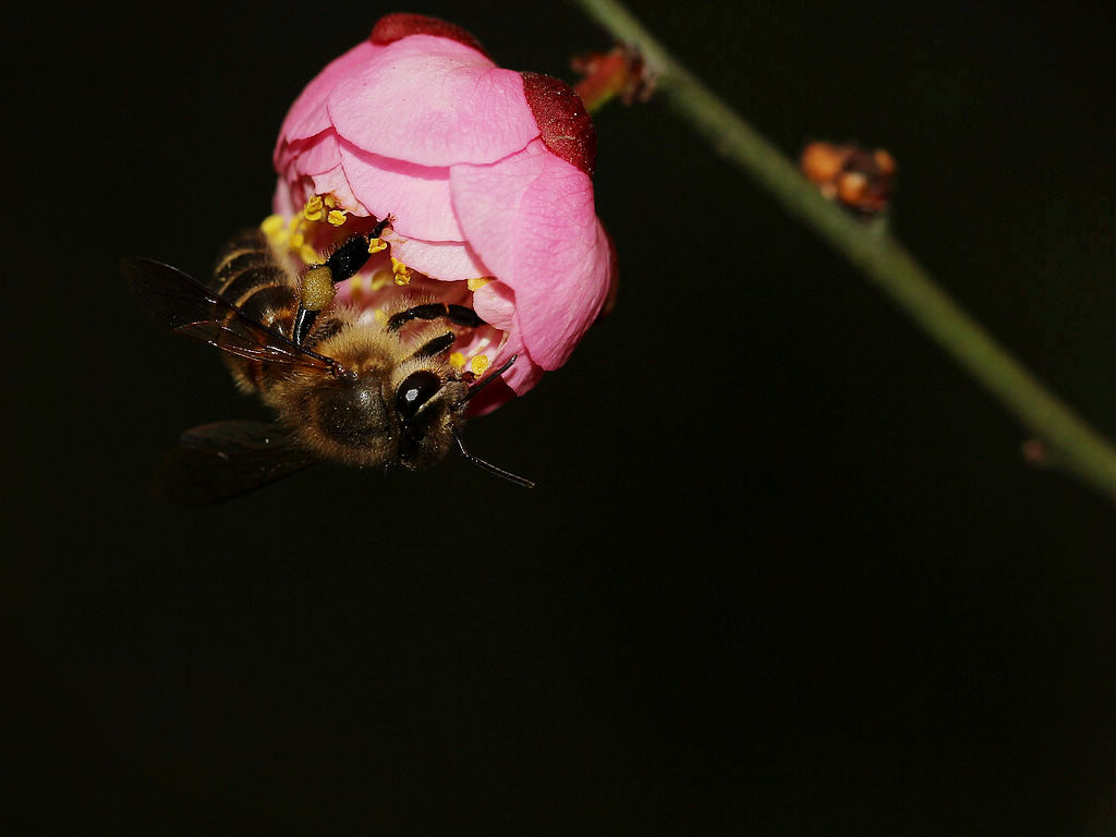 一個蜂箱有多少只蜜蜂(蜜蜂有幾萬只) 一個蜂箱有多少只蜜蜂(蜜蜂有幾萬只)