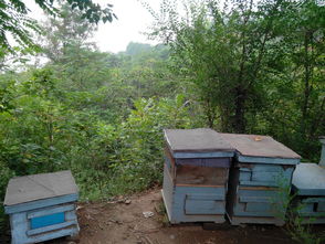 中蜂場(chǎng)養(yǎng)哪兩種蜂好（中蜂養(yǎng)殖，哪種蜂王好）