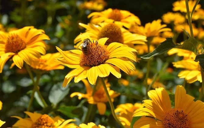 【蜜蜂養殖】夏季養蜂有哪些需要注意的地方? 夏季養蜂有哪些需要注意的地方?