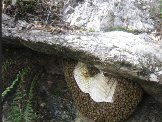 蜜蜂合作社是怎么合作的(如何和農(nóng)戶合作養(yǎng)蜂) 蜜蜂合作社是怎么合作的(如何和農(nóng)戶合作養(yǎng)蜂)