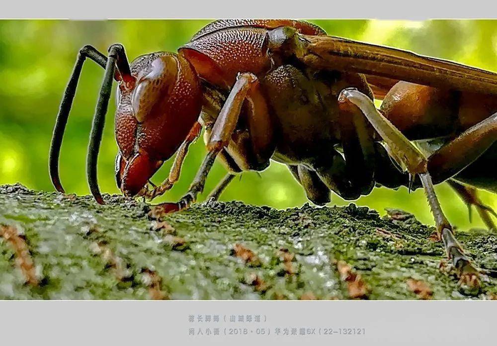 常見的胡蜂種類(胡蜂的種類介紹) 常見的胡蜂種類(胡蜂的種類介紹)