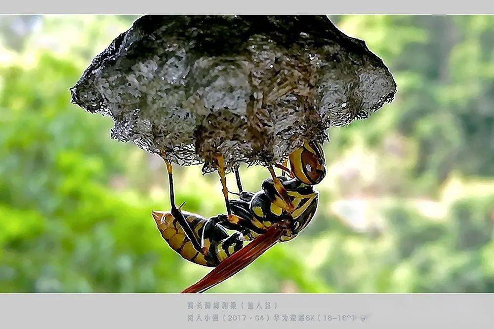 常見的胡蜂種類(胡蜂的種類介紹) 常見的胡蜂種類(胡蜂的種類介紹)