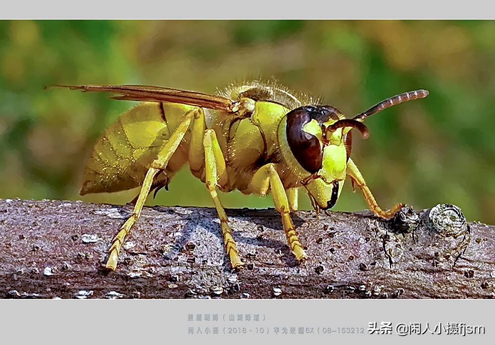 常見的胡蜂種類(胡蜂的種類介紹) 常見的胡蜂種類(胡蜂的種類介紹)