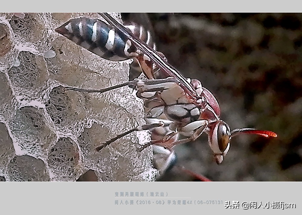 常見的胡蜂種類(胡蜂的種類介紹) 常見的胡蜂種類(胡蜂的種類介紹)