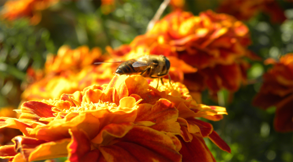 養蜂新手怎么起步(初次養蜂要注意什么) 養蜂新手怎么起步(初次養蜂要注意什么)