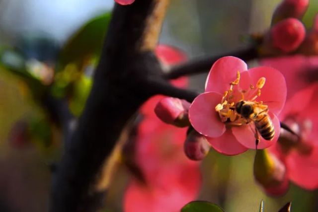 養蜂新手怎么起步(初次養蜂要注意什么) 養蜂新手怎么起步(初次養蜂要注意什么)