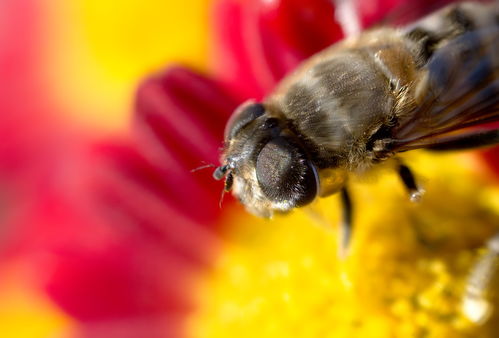 工蜂出勤率高與蜂王有關系嗎(自然分蜂后工蜂幾天出勤) 工蜂出勤率高與蜂王有關系嗎(自然分蜂后工蜂幾天出勤)