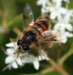 蜜蜂養殖箱的制作方法(自制蜂箱的注意事項) 蜜蜂養殖箱的制作方法(自制蜂箱的注意事項)