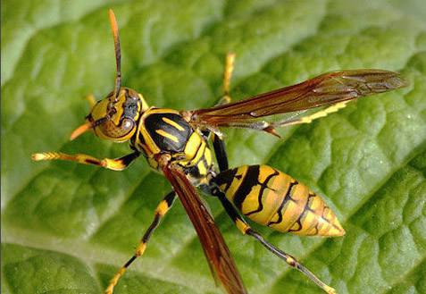 大虎頭蜂 大虎頭蜂