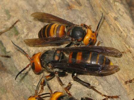 大虎頭蜂 大虎頭蜂