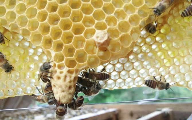 人造王臺里面放什么 人造王臺里面放什么