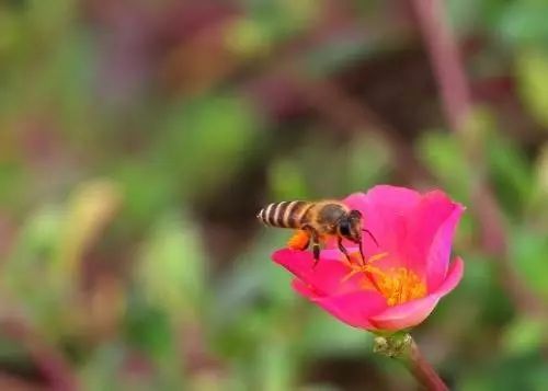 10樓以上可以養蜂嗎(城市高樓可以養蜜蜂嗎) 10樓以上可以養蜂嗎(城市高樓可以養蜜蜂嗎)