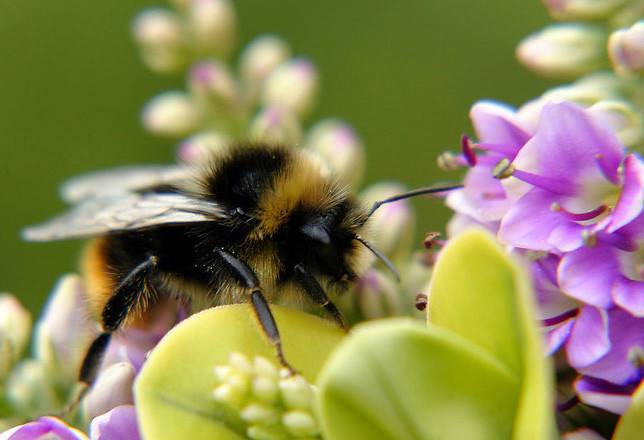 養(yǎng)蜂怎樣讓蜂群多產(chǎn)蜜 養(yǎng)蜂怎樣讓蜂群多產(chǎn)蜜